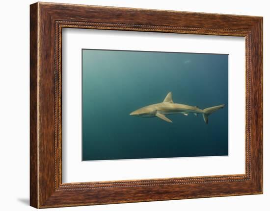 Bronze Whaler Shark, Sardine Run, Eastern Cape, South Africa-Pete Oxford-Framed Photographic Print