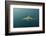 Bronze Whaler Shark, Sardine Run, Eastern Cape, South Africa-Pete Oxford-Framed Photographic Print