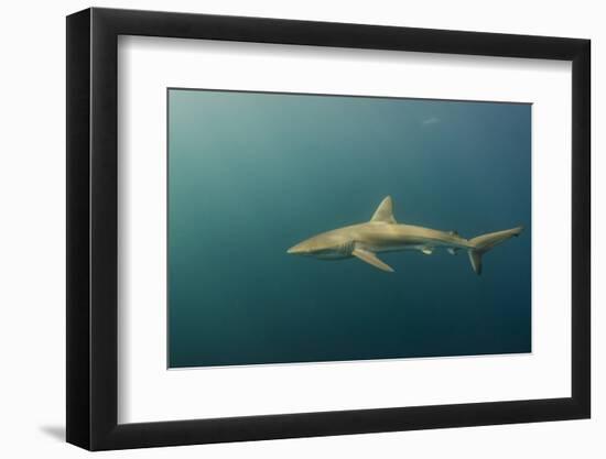 Bronze Whaler Shark, Sardine Run, Eastern Cape, South Africa-Pete Oxford-Framed Photographic Print