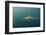 Bronze Whaler Shark, Sardine Run, Eastern Cape, South Africa-Pete Oxford-Framed Photographic Print