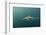 Bronze Whaler Shark, Sardine Run, Eastern Cape, South Africa-Pete Oxford-Framed Photographic Print