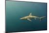 Bronze Whaler Shark, Sardine Run, Eastern Cape, South Africa-Pete Oxford-Mounted Photographic Print