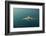 Bronze Whaler Shark, Sardine Run, Eastern Cape, South Africa-Pete Oxford-Framed Photographic Print