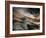 Bronze-Ursula Abresch-Framed Photographic Print