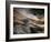 Bronze-Ursula Abresch-Framed Photographic Print