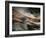 Bronze-Ursula Abresch-Framed Photographic Print