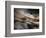 Bronze-Ursula Abresch-Framed Photographic Print