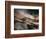 Bronze-Ursula Abresch-Framed Photographic Print