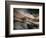 Bronze-Ursula Abresch-Framed Photographic Print