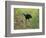 Bronzed Cowbird landing on Agarita, Rio Grande Valley, South Texas USA-Rolf Nussbaumer-Framed Photographic Print