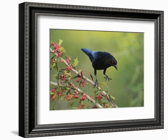 Bronzed Cowbird landing on Agarita, Rio Grande Valley, South Texas USA-Rolf Nussbaumer-Framed Photographic Print