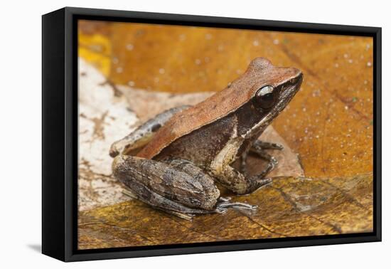 Bronzed frog / Common Wood Frog, Sri Lanka-Chris Mattison-Framed Premier Image Canvas