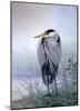 Brooding Heron-Don Li-Leger-Mounted Art Print