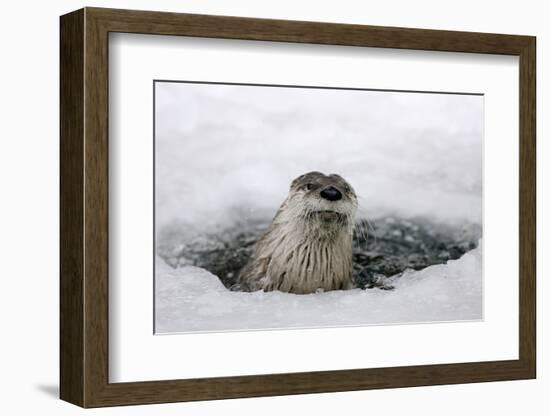 Brook, Frozen Over, Hole, Otters, Lutra Lutra, Portrait, Series, Animal Portrait, Nature, River-Ronald Wittek-Framed Photographic Print