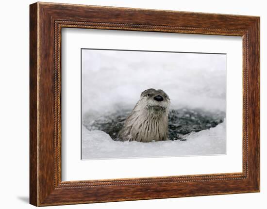Brook, Frozen Over, Hole, Otters, Lutra Lutra, Portrait, Series, Animal Portrait, Nature, River-Ronald Wittek-Framed Photographic Print