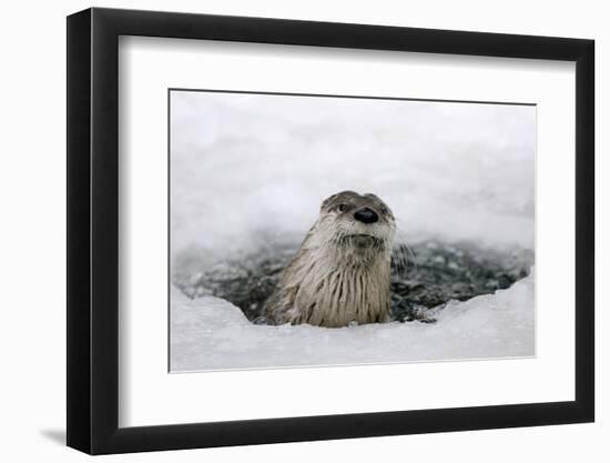 Brook, Frozen Over, Hole, Otters, Lutra Lutra, Portrait, Series, Animal Portrait, Nature, River-Ronald Wittek-Framed Photographic Print