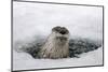 Brook, Frozen Over, Hole, Otters, Lutra Lutra, Portrait, Series, Animal Portrait, Nature, River-Ronald Wittek-Mounted Photographic Print