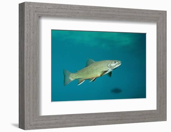 Brook Trout (Salvelinus Fontinalis).-Reinhard Dirscherl-Framed Photographic Print