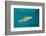 Brook Trout (Salvelinus Fontinalis).-Reinhard Dirscherl-Framed Photographic Print