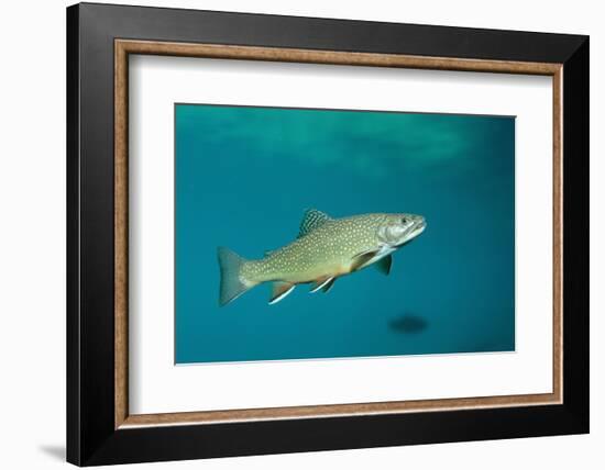 Brook Trout (Salvelinus Fontinalis).-Reinhard Dirscherl-Framed Photographic Print