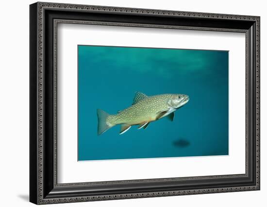 Brook Trout (Salvelinus Fontinalis).-Reinhard Dirscherl-Framed Photographic Print