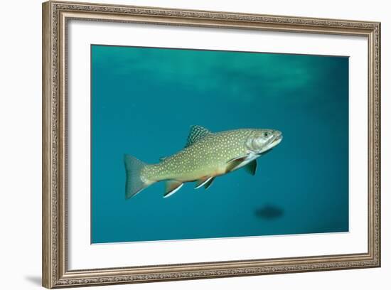 Brook Trout (Salvelinus Fontinalis).-Reinhard Dirscherl-Framed Photographic Print