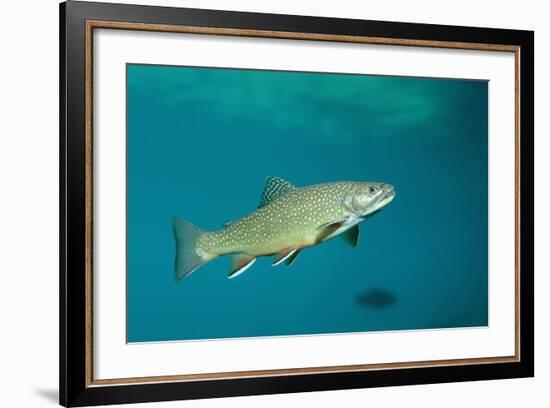 Brook Trout (Salvelinus Fontinalis).-Reinhard Dirscherl-Framed Photographic Print