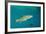 Brook Trout (Salvelinus Fontinalis).-Reinhard Dirscherl-Framed Photographic Print