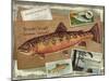 Brook Trout-Kate Ward Thacker-Mounted Giclee Print