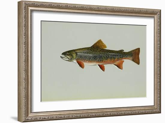 Brook Trout-null-Framed Giclee Print