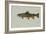 Brook Trout-null-Framed Giclee Print