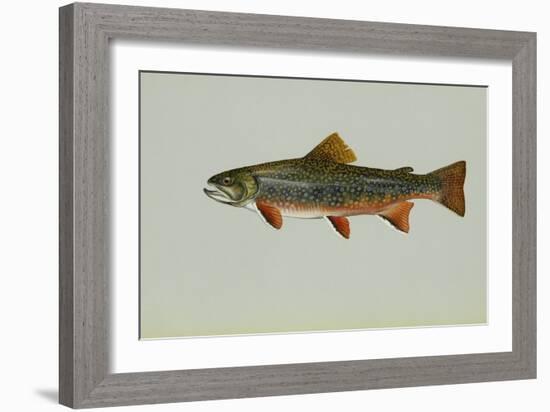 Brook Trout-null-Framed Giclee Print