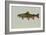 Brook Trout-null-Framed Giclee Print