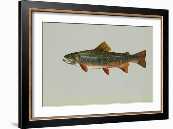 Brook Trout-null-Framed Giclee Print