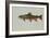 Brook Trout-null-Framed Giclee Print