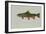 Brook Trout-null-Framed Giclee Print