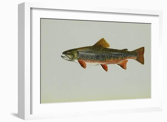 Brook Trout-null-Framed Giclee Print