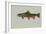 Brook Trout-null-Framed Giclee Print