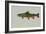 Brook Trout-null-Framed Giclee Print