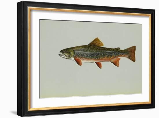 Brook Trout-null-Framed Giclee Print