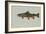 Brook Trout-null-Framed Giclee Print