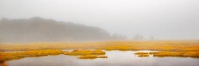 Mustard Yellow Salt Marsh-Brooke T. Ryan-Photographic Print