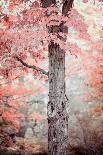 Pink and Coral Maple Tree-Brooke T. Ryan-Photographic Print