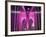 Brooklyn Bridge Lit Purple-Alan Schein-Framed Photographic Print