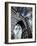 Brooklyn Bridge-Andrea Costantini-Framed Photographic Print