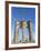 Brooklyn Bridge-Alan Schein-Framed Photographic Print