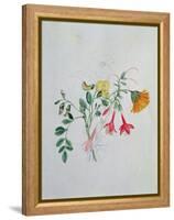 Broom and Marigolds-Caroline Louisa Meredith-Framed Premier Image Canvas