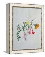 Broom and Marigolds-Caroline Louisa Meredith-Framed Premier Image Canvas