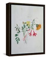 Broom and Marigolds-Caroline Louisa Meredith-Framed Premier Image Canvas