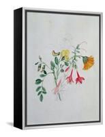 Broom and Marigolds-Caroline Louisa Meredith-Framed Premier Image Canvas